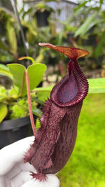 a close up view of a nepenthes pitcher