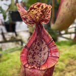A close-up of a pitcher plant with a reddish-brown pitcher and a spotted lip, held by a hand against a blurred green outdoor background.