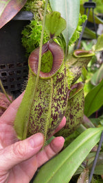 ampullaria x hamata BE-4631