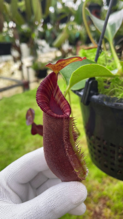robcantleyi x lowii: BE-4640 – Cook's Carnivorous Plants