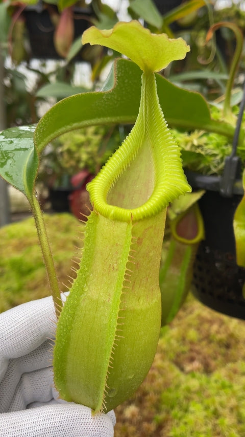 Close-up of a pitcher plant held by a gloved hand with blurred background