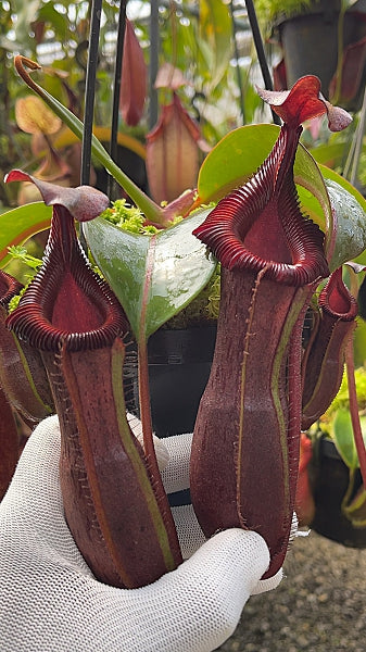 lowii x veitchii) x boschiana] x [(veitchii x maxima) x veitchii