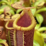 A close-up of a pitcher plant with a reddish-brown tubular trap and yellow ruffled edges, held by a white gloved hand against a blurred green foliage background.