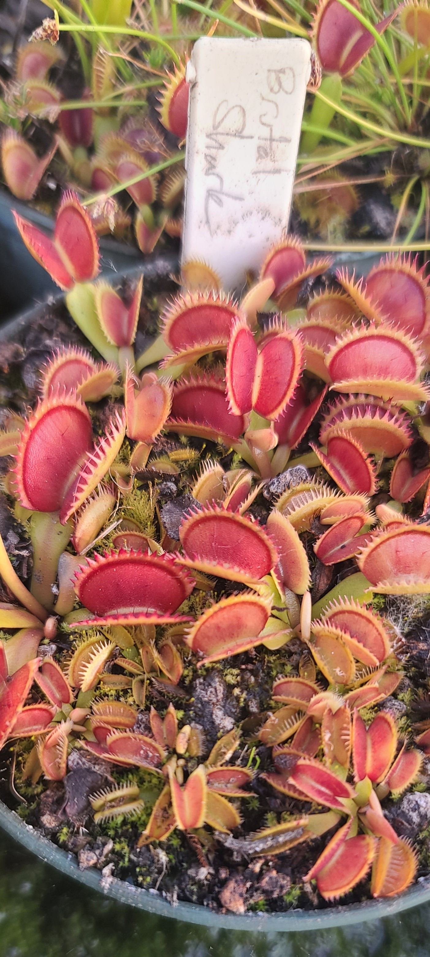 Carnivorous plant with a label in a pot