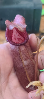A close-up of a person's hand holding a small reddish-brown pitcher plant with a pink and red lip, alongside a small potted plant on a wooden surface.