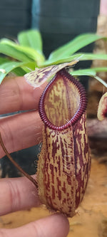 A close-up of a person's hand holding a small pitcher plant with a brown and beige patterned pitcher and a prominent purple rim.