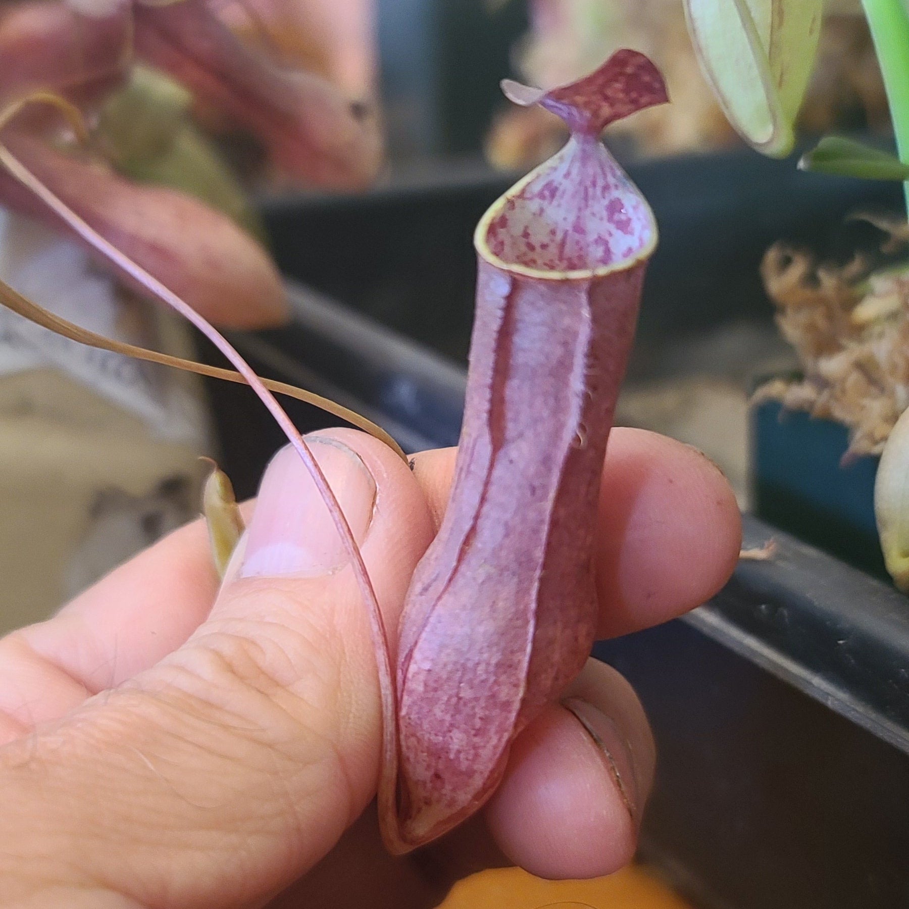 Close up view of a Nepenthes pitcher.