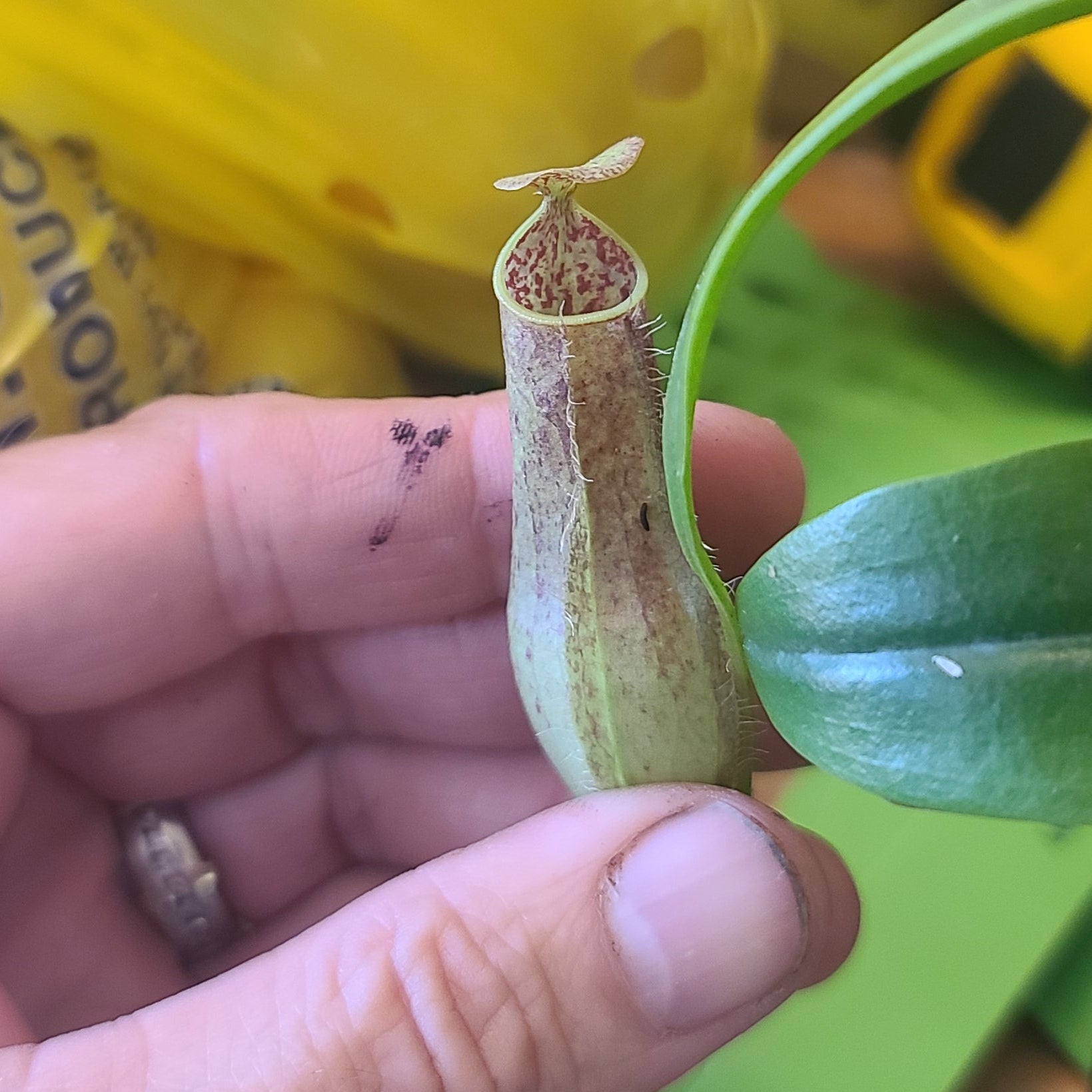 Close up of a Nepenthes pitcher 