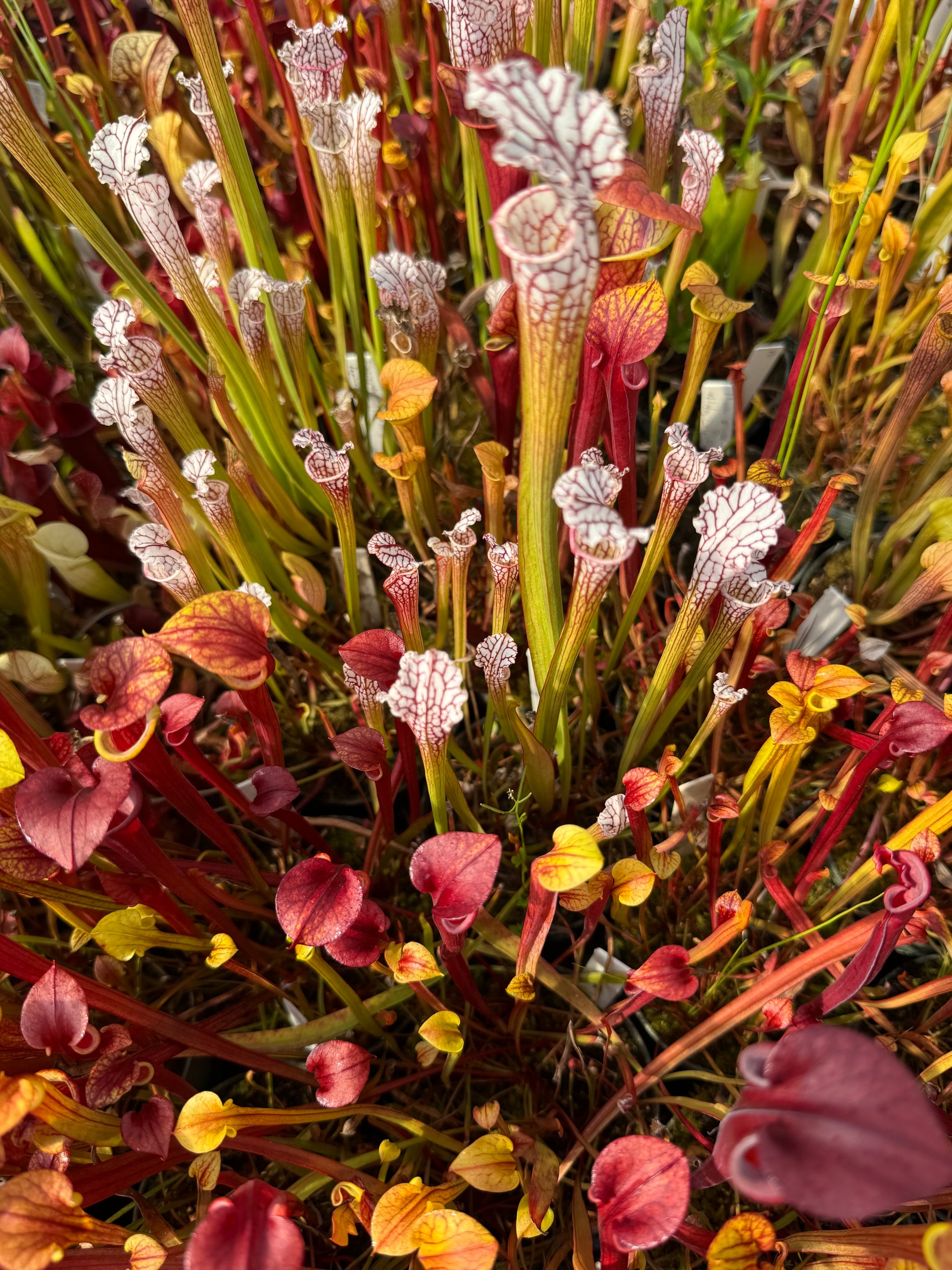 Moorei all red Mike King H281 Pitcher Plant – Cook's Carnivorous