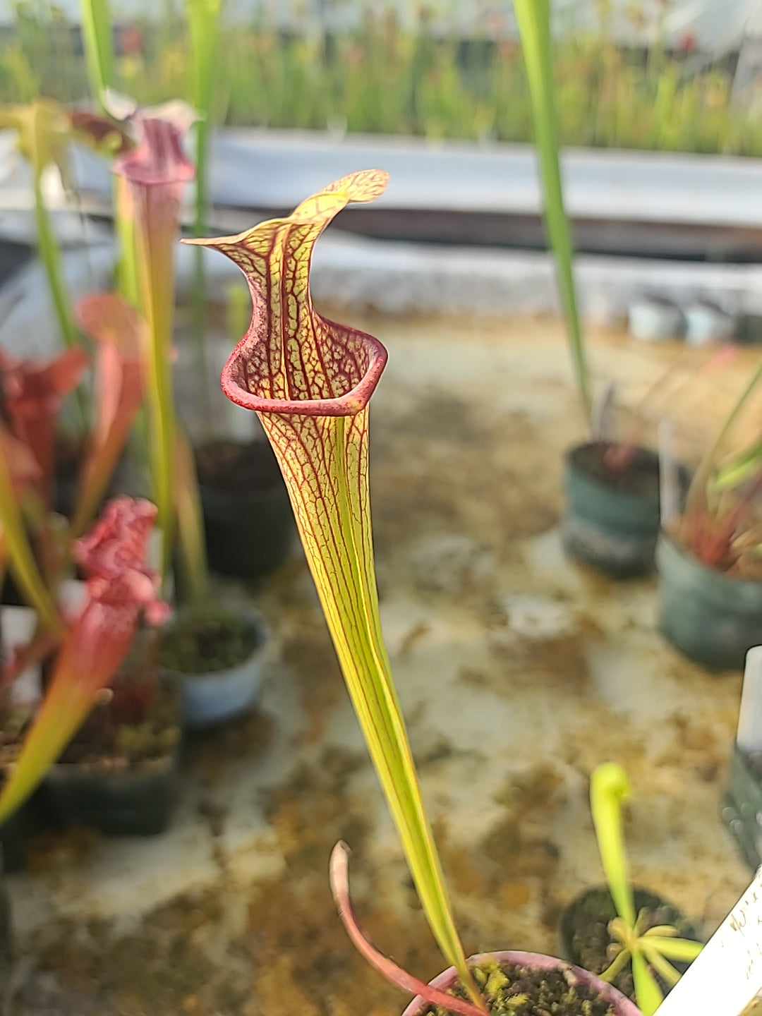 Sarracenia hotlips x oreophila