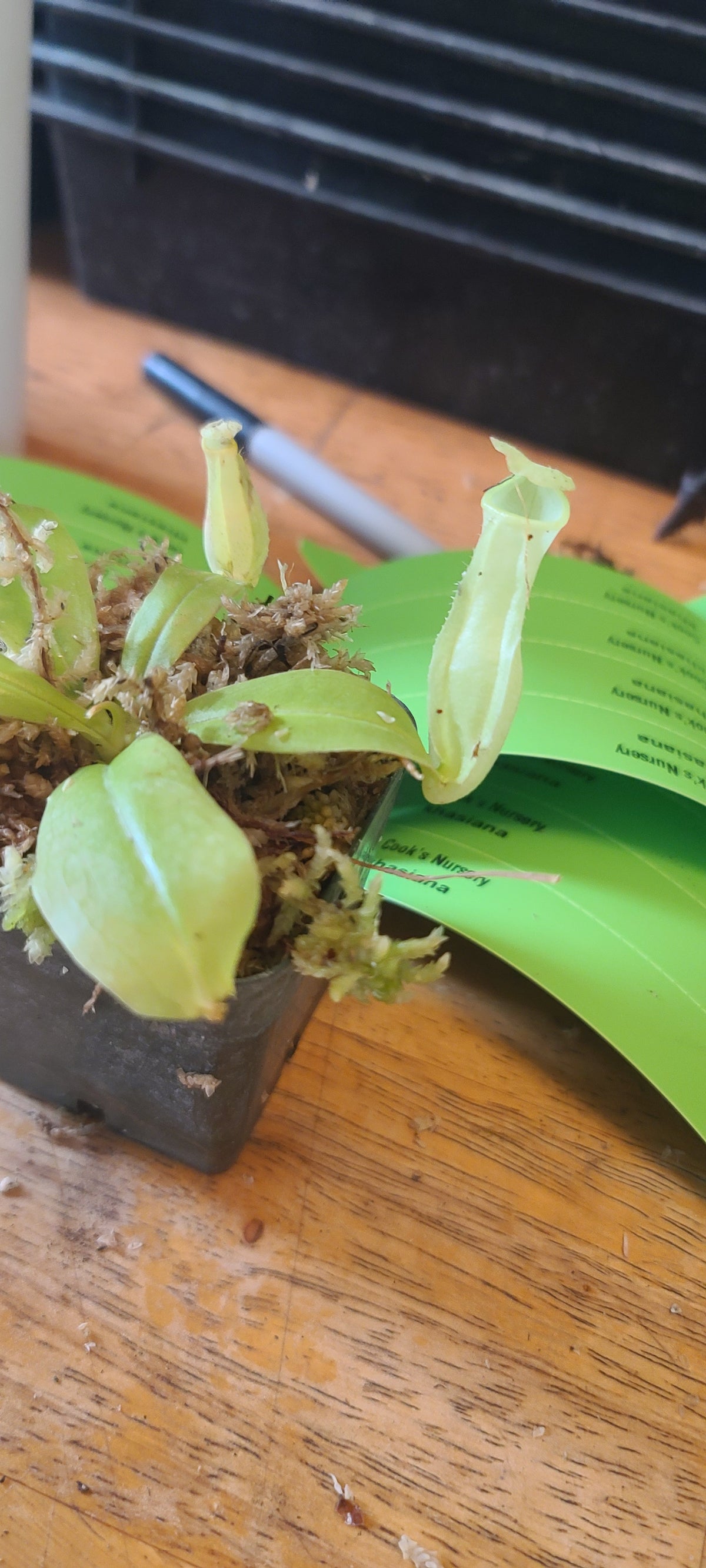 A small potted pitcher plant with pale green pitcher-shaped leaves and brown moss, shown on a wooden tabletop with a green paper sheet and a pen in the background.