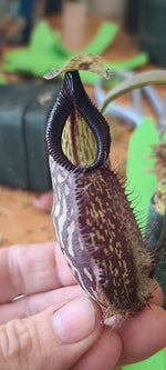 A close up photo of a Nepenthes pitcher. 