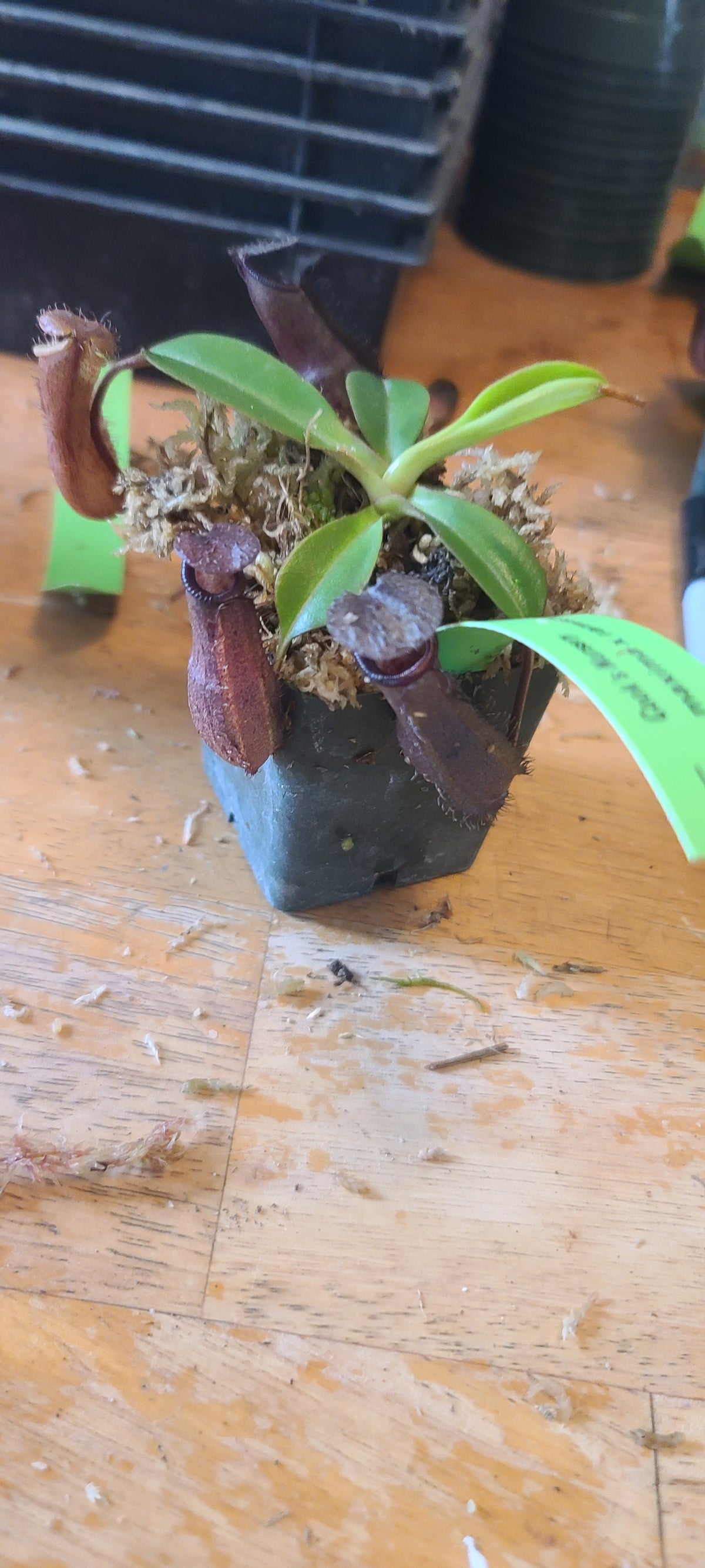 A small potted pitcher plant with green leaves and reddish-purple traps, shown in a black plastic pot on a wooden floor with a green tag attached.