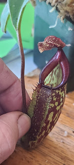 A close-up of a hand holding a small pitcher plant with a reddish-brown and green pitcher on a wooden surface.
