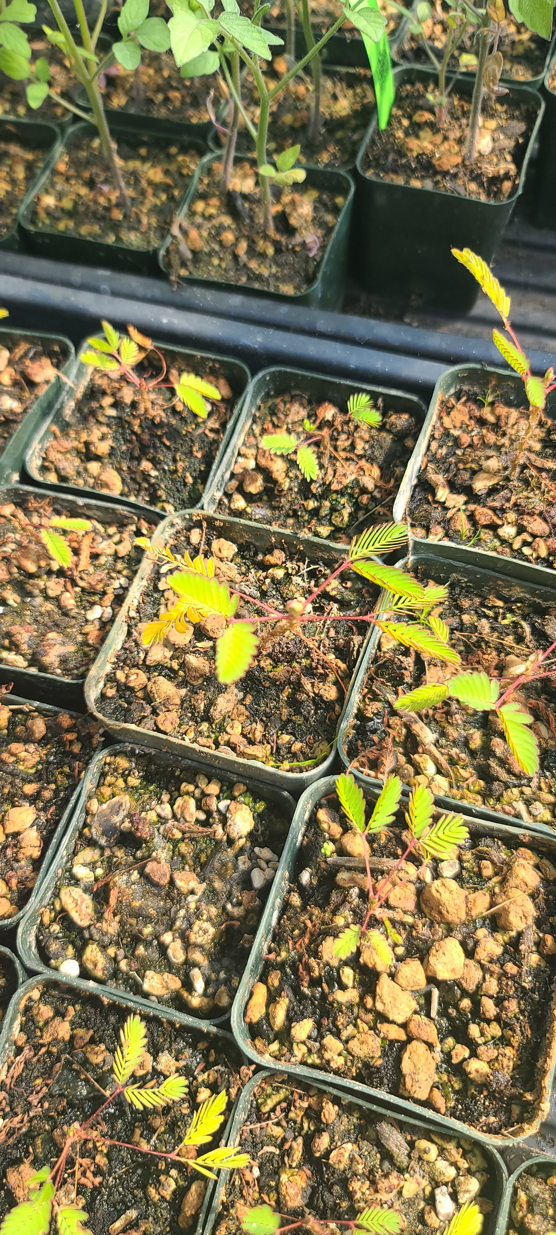 Small plants in seedling trays with soil