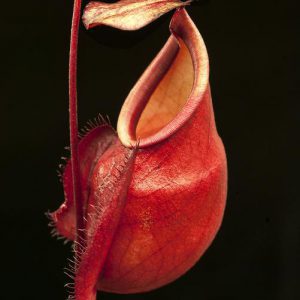 a close up picture of the adult pitcher of the nepenthes globosa