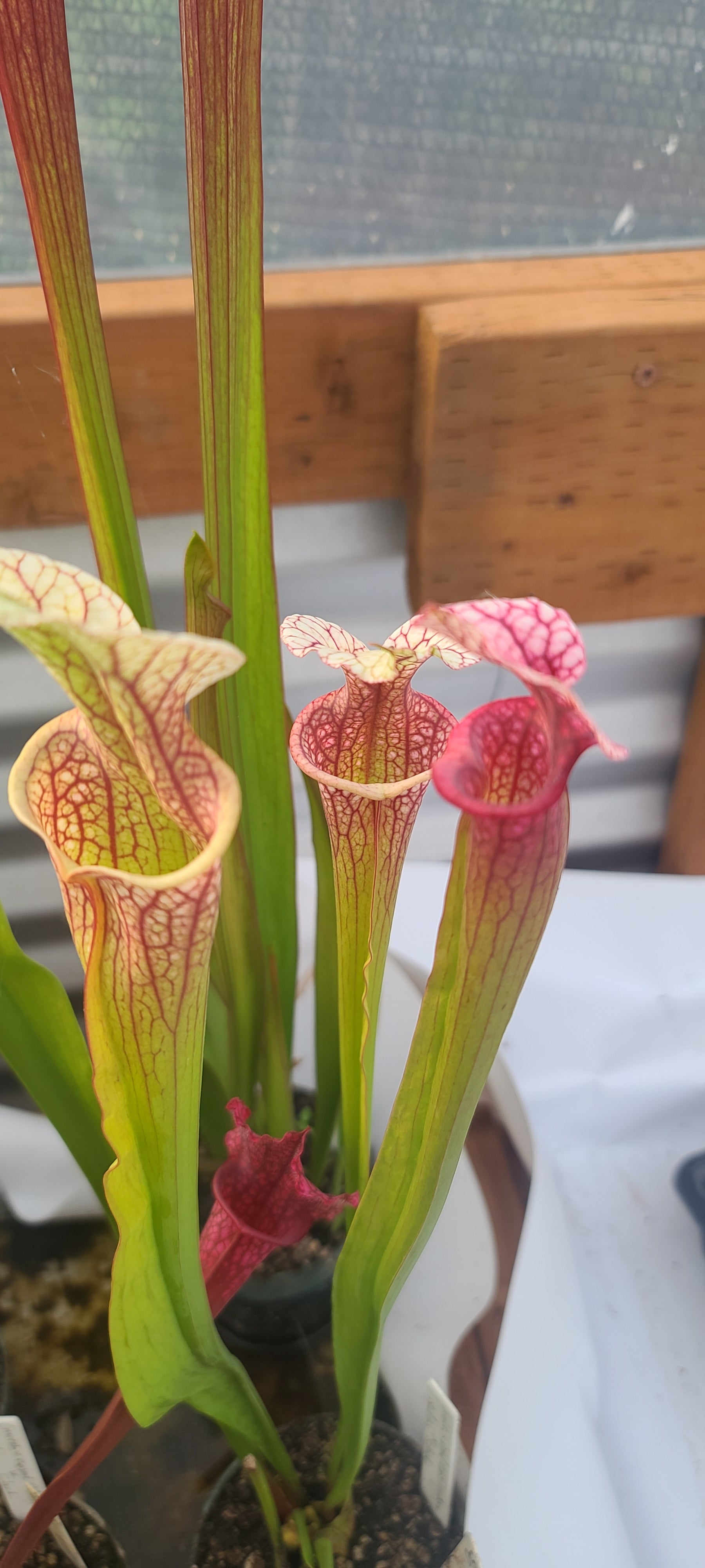 a close up of this colorful complex sarracenia pitcher plant cross
