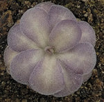 A close-up of a pale lavender-purple butterwort plant with textured, bubble-like leaves growing in dark soil.
