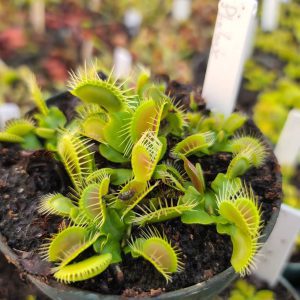 Small potted Venus flytrap plant in a garden setting