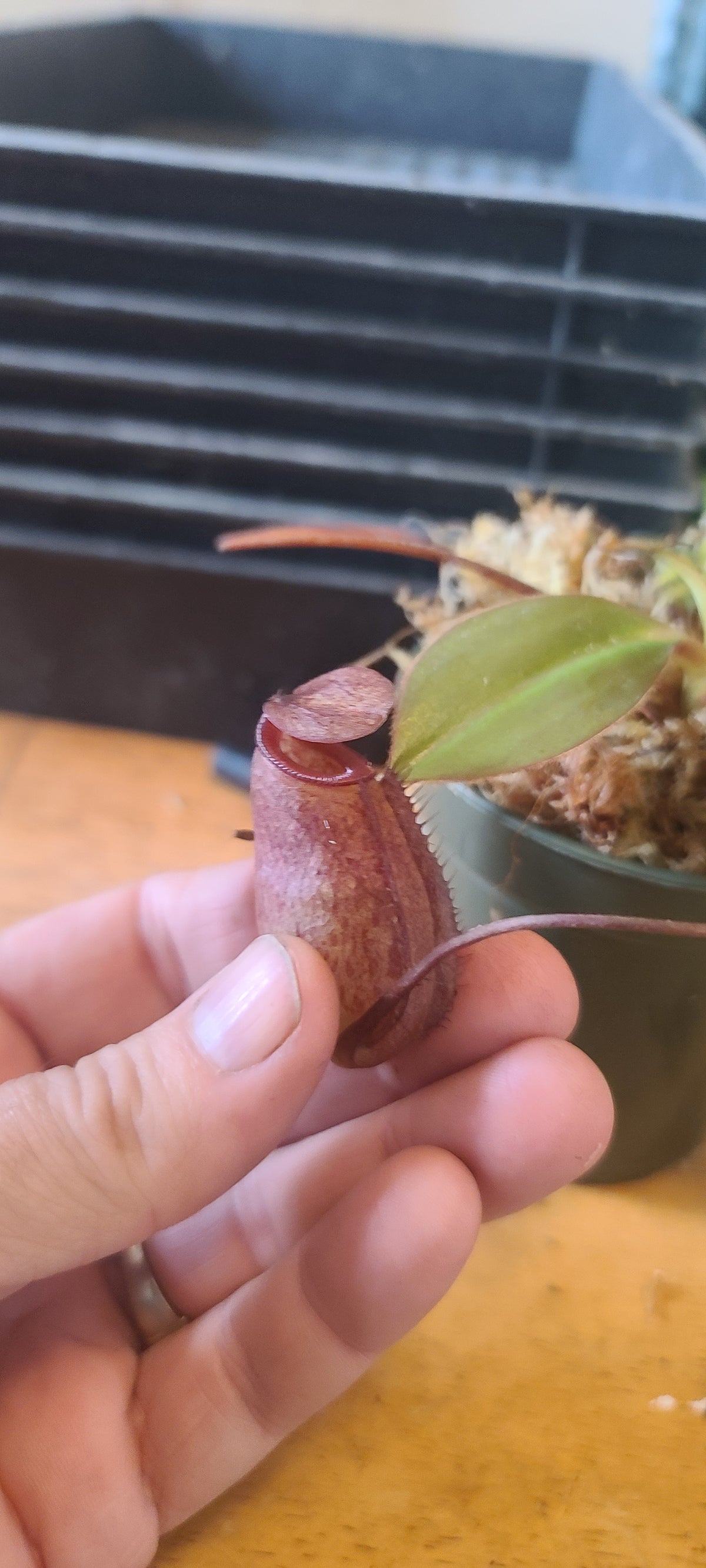 A close-up of a hand holding a small pitcher plant with a reddish-brown trap and a green leaf, with a potted plant and black tray in the background.