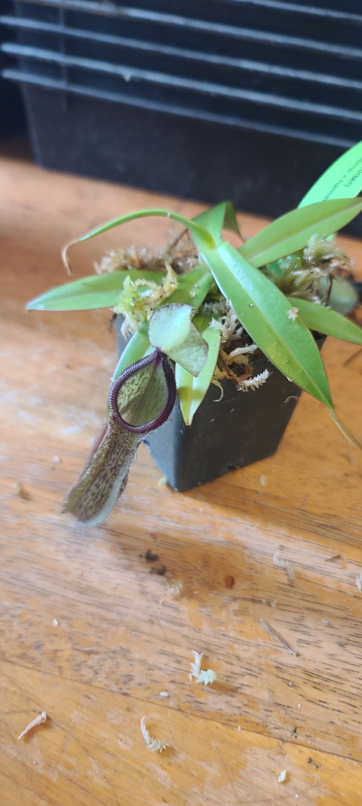 A small green plant in a black square pot placed on a wooden tabletop.
