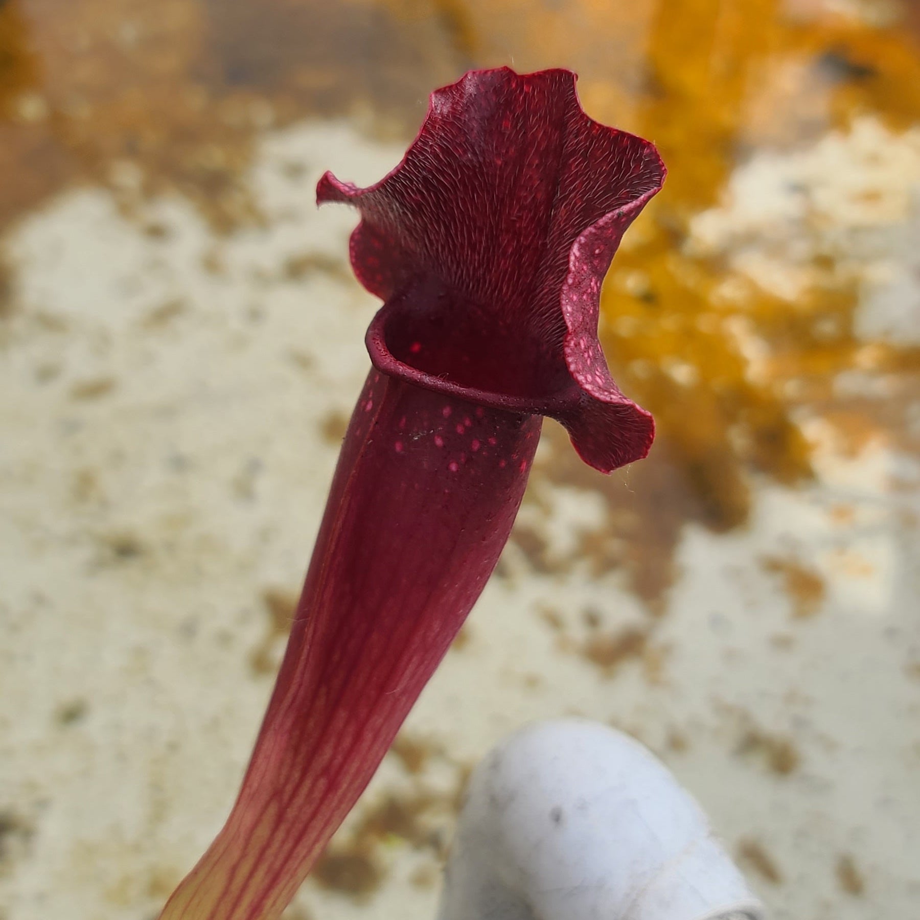 Red pitcher plant with a white container in the background