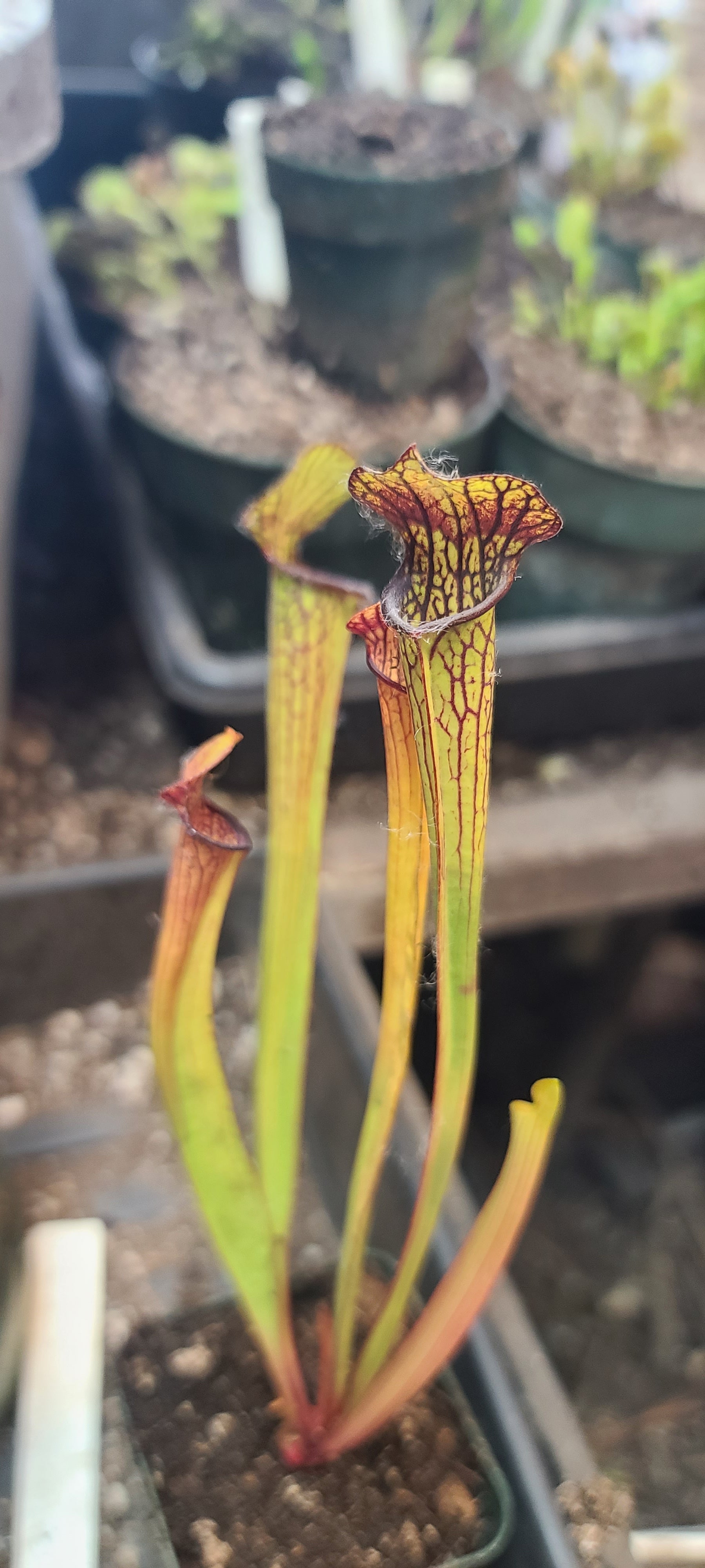 A close-up of a Sarracenia pitcher plant with green and yellow-green pitchers, red rims, and dark reddish-brown trap lids, growing in a pot with soil.