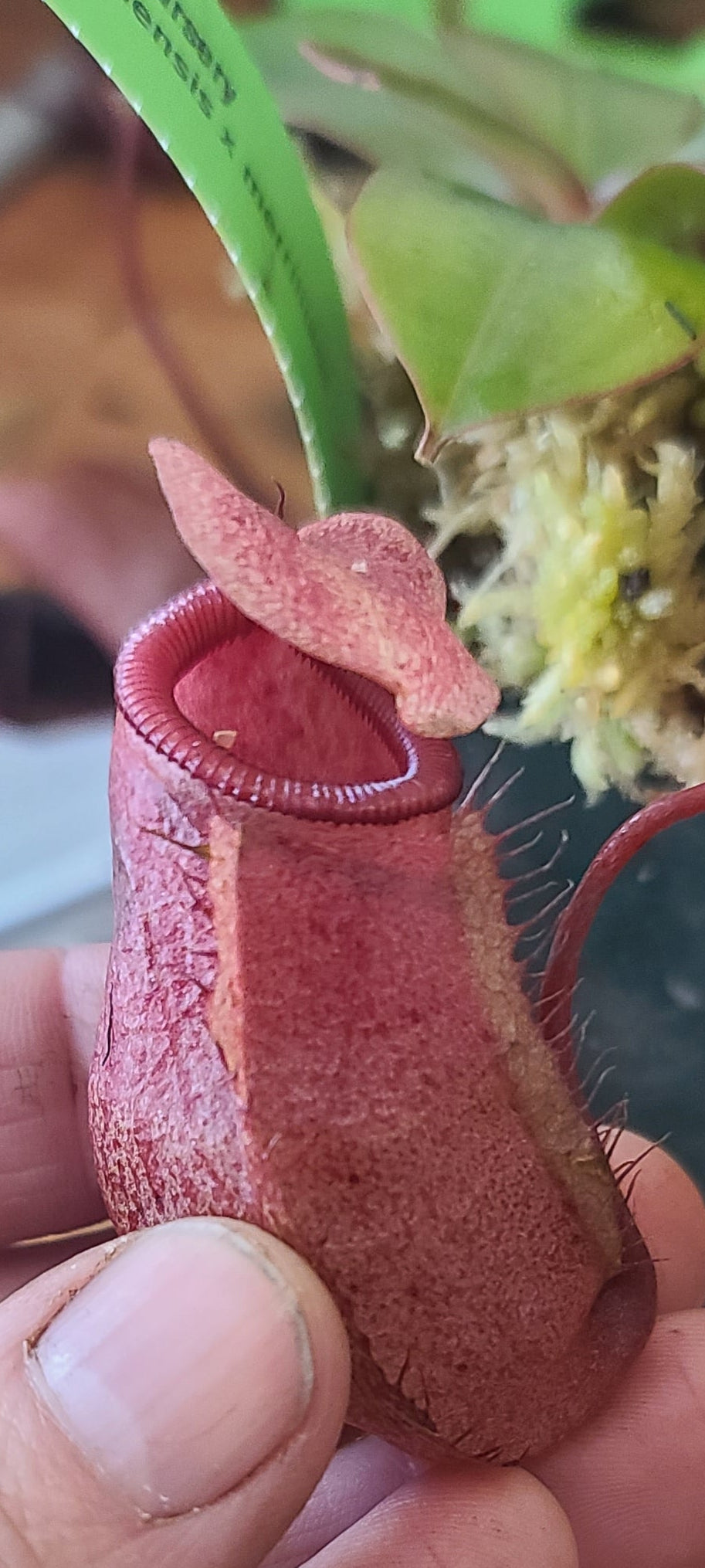 A close-up of a hand holding a small pitcher plant with a reddish-pink tubular pitcher and green leaves, set against a wooden table with other plants in the background.