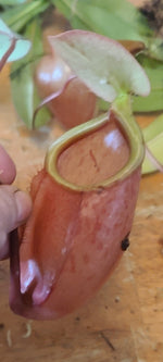 A close-up of a hand holding a reddish-brown pitcher plant, with other green leaves and reddish-brown pitchers visible on a wooden surface.