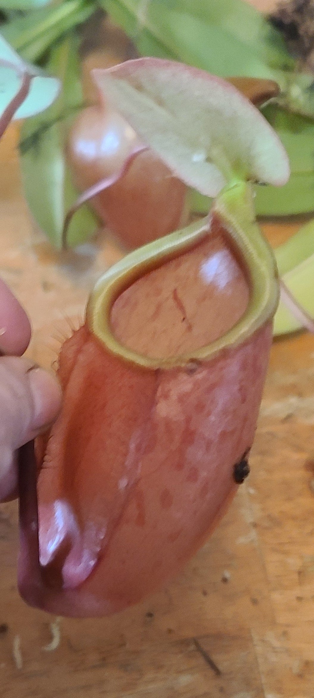 A close-up of a hand holding a reddish-brown pitcher plant, with other green leaves and reddish-brown pitchers visible on a wooden surface.