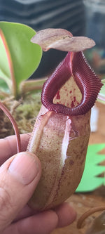 A close-up of a person's hand holding a pitcher plant (Nepenthes) with a brown pitcher, reddish-purple lip, and green leaves, set against a wooden table background.