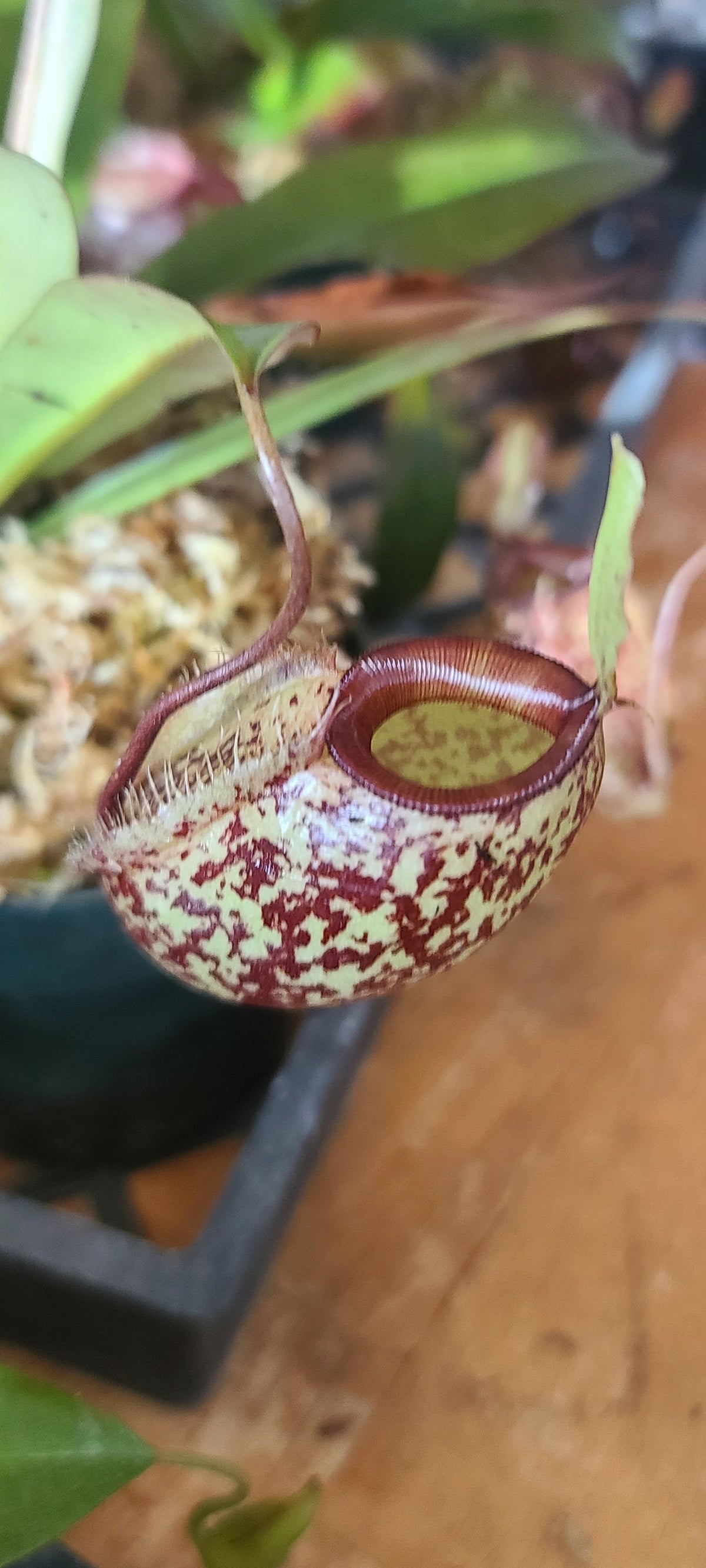 A close-up of a spotted pitcher plant with a mottled green, brown, and reddish-brown pitcher, surrounded by green leaves and moss, set against a warm brown background.