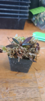 A small potted nepenthes with dark purple leaves and pale flowers, growing in a black plastic starter pot on a wooden surface.