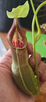 A close-up of a person's hand holding a green pitcher plant with red and yellow markings on a wooden table.