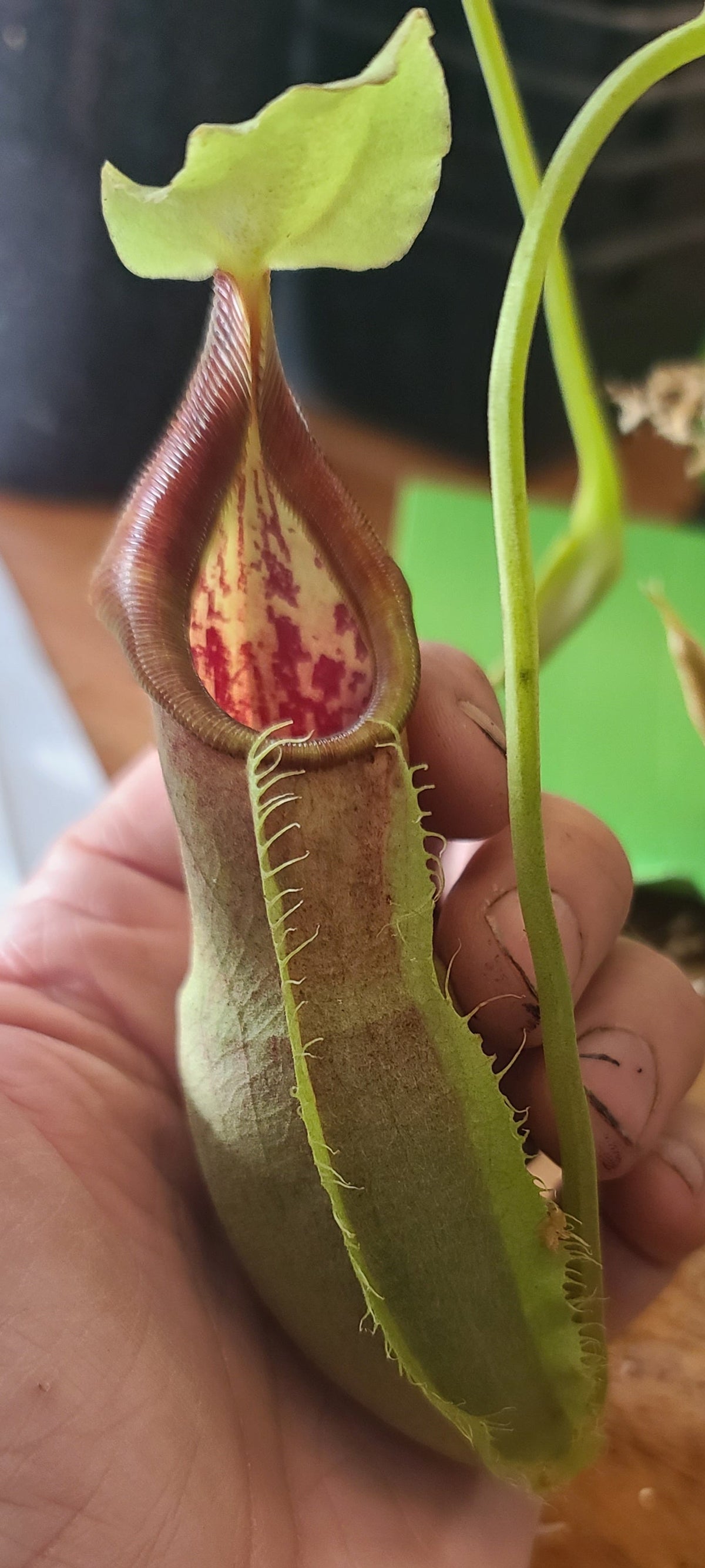 A close-up of a person's hand holding a green pitcher plant with red and yellow markings on a wooden table.