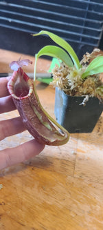 A hand holding a small pitcher plant (Nepenthes) with a green leaf and mossy base, against a wooden table background.