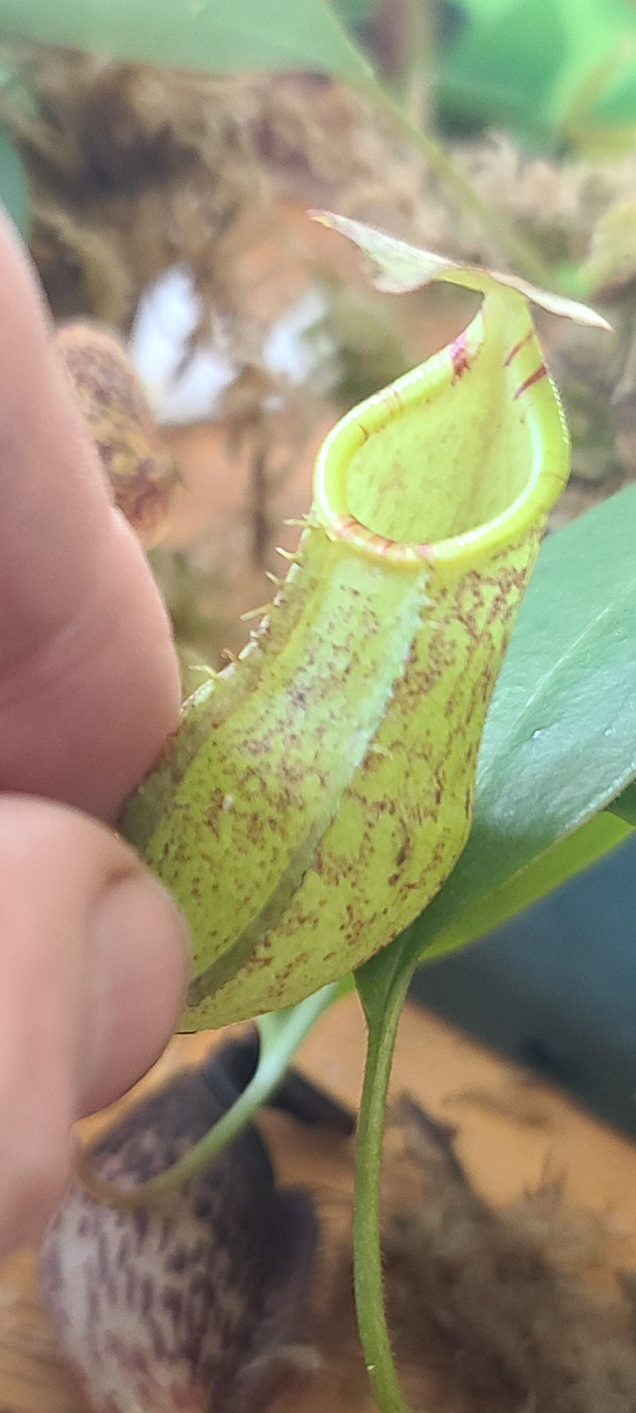 A close-up of a hand holding a green pitcher plant with a small brown snail resting on its rim, set against a background of wood and moss.