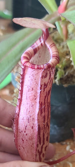 A close-up of a person's hand holding a pink pitcher plant with red and white striped inner walls, set against a background of green leaves and a wooden surface.