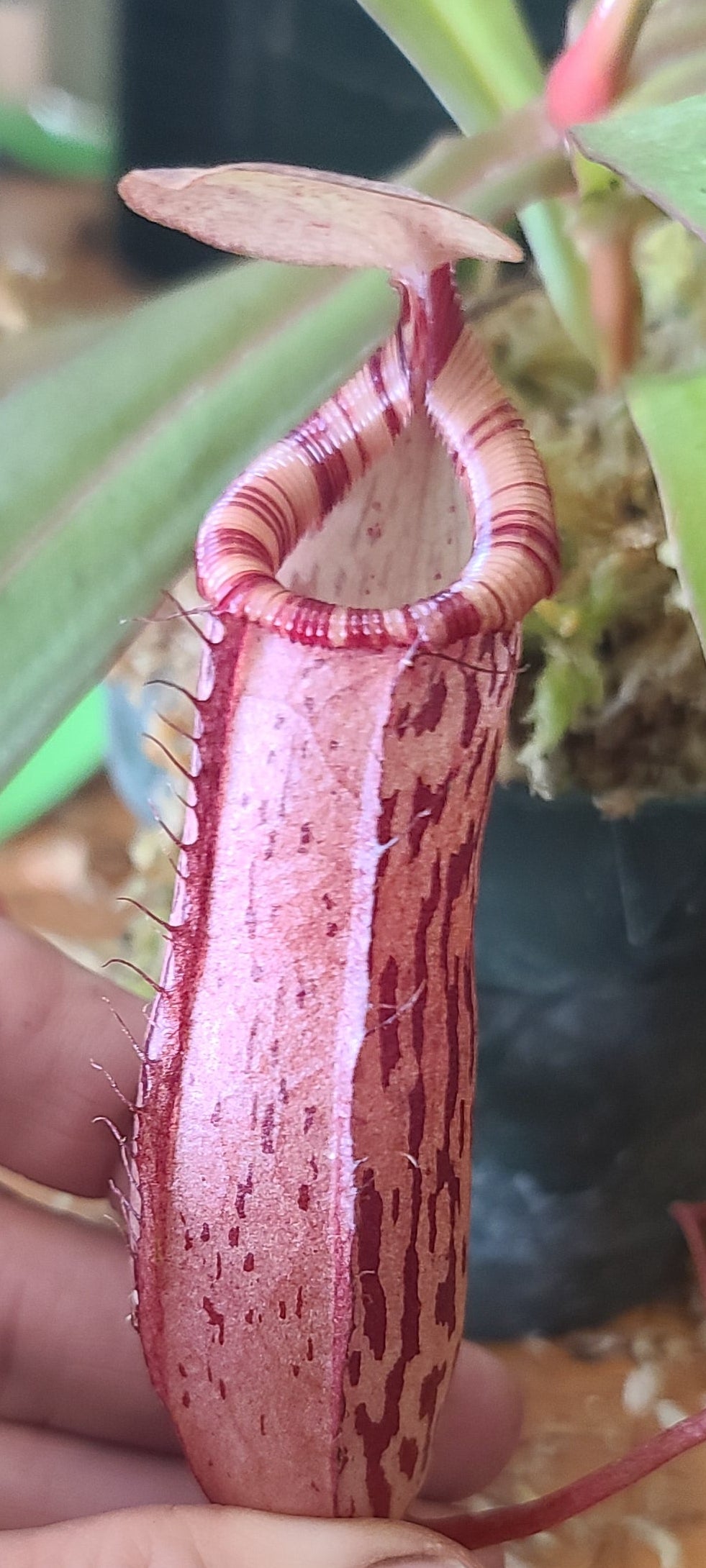 A close-up of a person's hand holding a pink pitcher plant with red and white striped inner walls, set against a background of green leaves and a wooden surface.