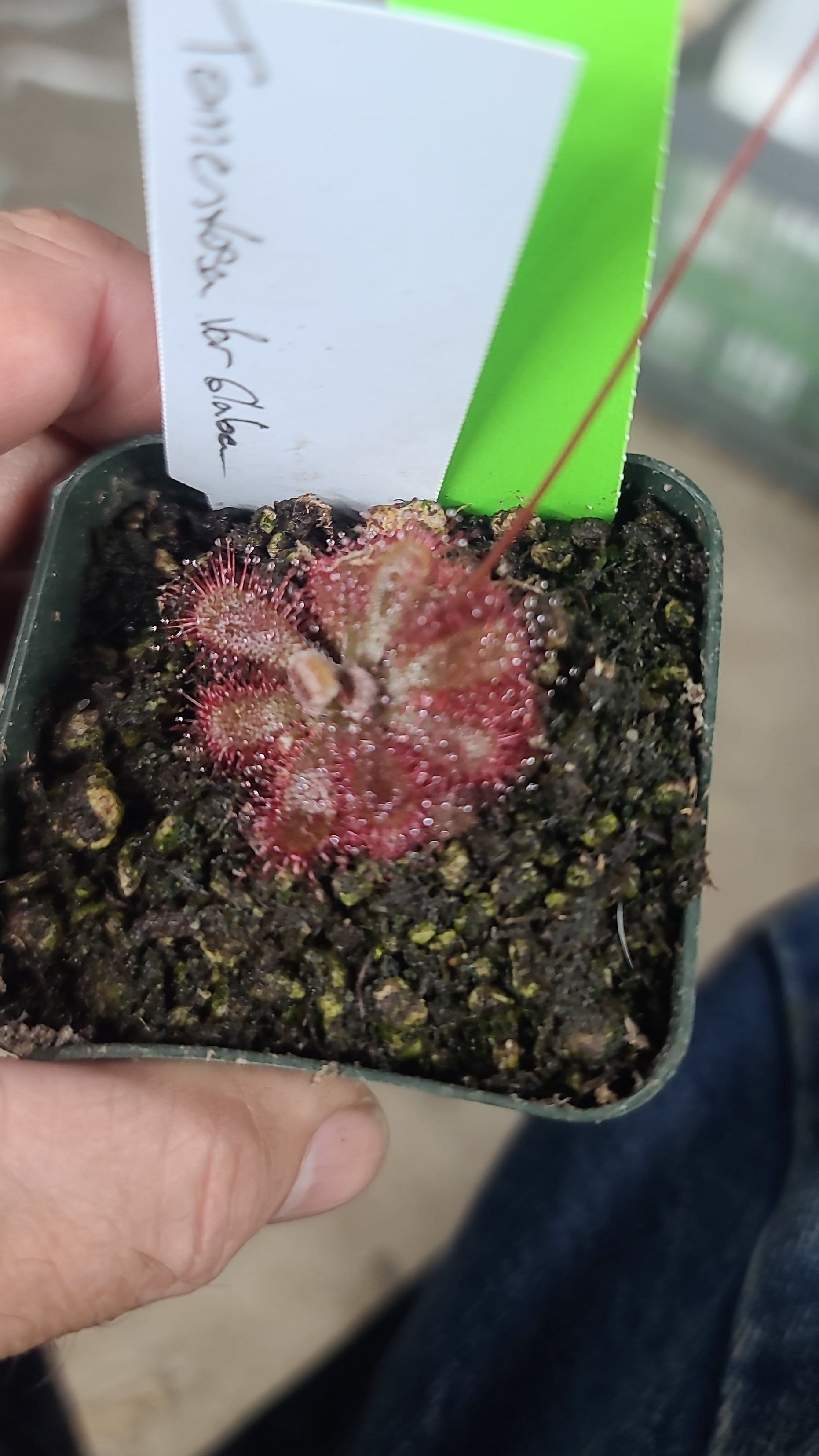 A small potted carnivorous plant held in a hand, with a handwritten white tag and a bright green price marker in the pot. The plant has a pinkish-red fuzzy rosette growing in dark soil.