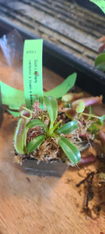 A small potted carnivorous pitcher plant with green leaves and reddish-brown traps, shown on a wooden surface with a green label tag.