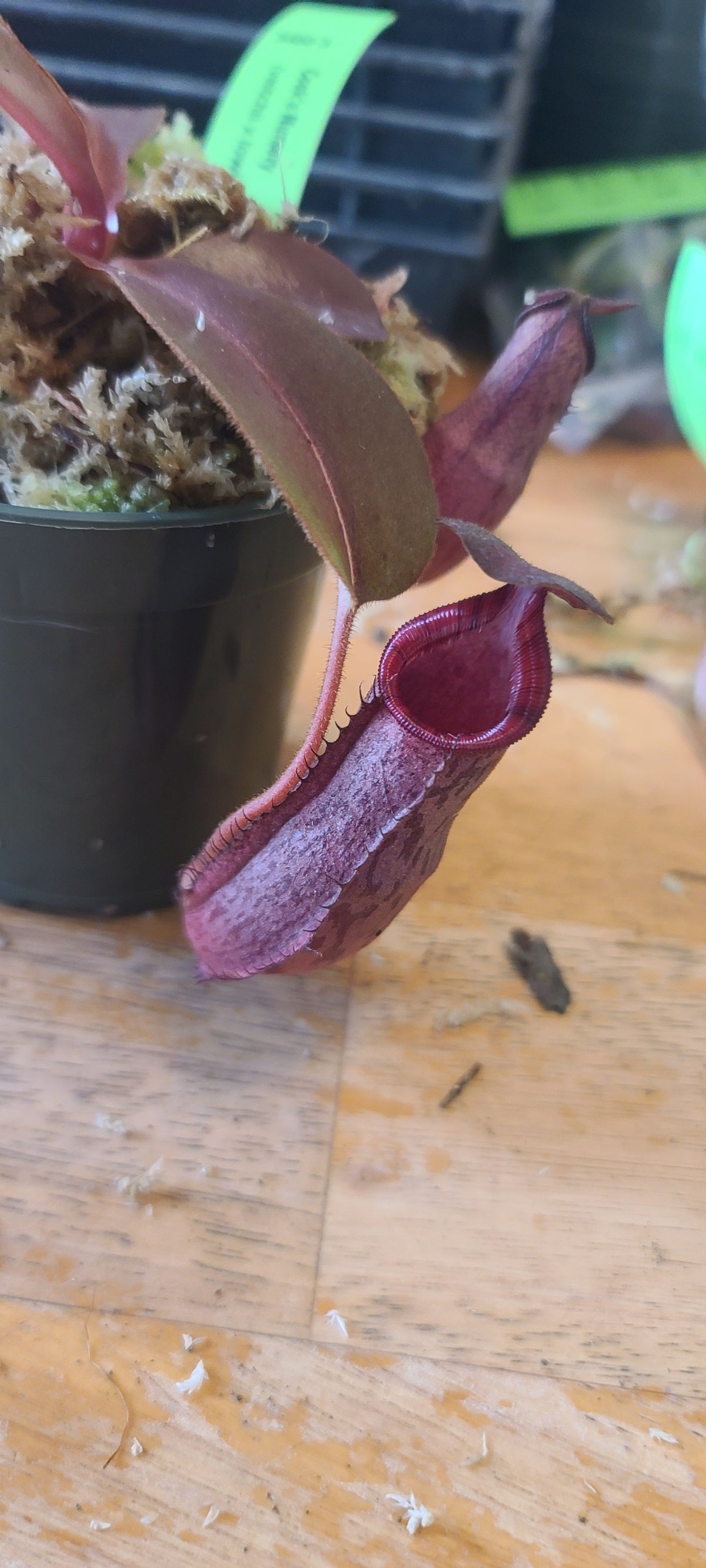 A close-up of a pitcher plant with deep burgundy-red pitchers and reddish-brown leaves, growing in a small black pot on a wooden surface.