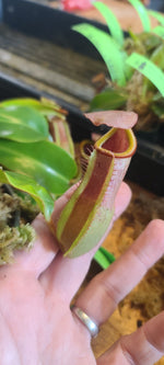 A close-up of a Nepenthes pitcher plant being held in a person's hand, with green leaves and a dark container visible in the background.