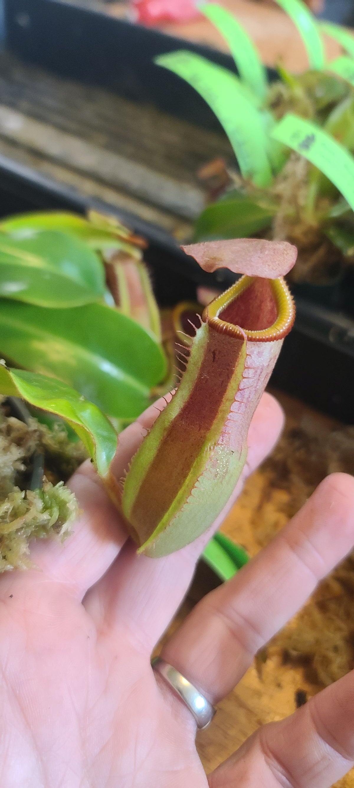 A close-up of a Nepenthes pitcher plant being held in a person's hand, with green leaves and a dark container visible in the background.