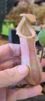 A hand holding a pinkish-brown pitcher plant (Nepenthes) in a greenhouse or cultivation setting.