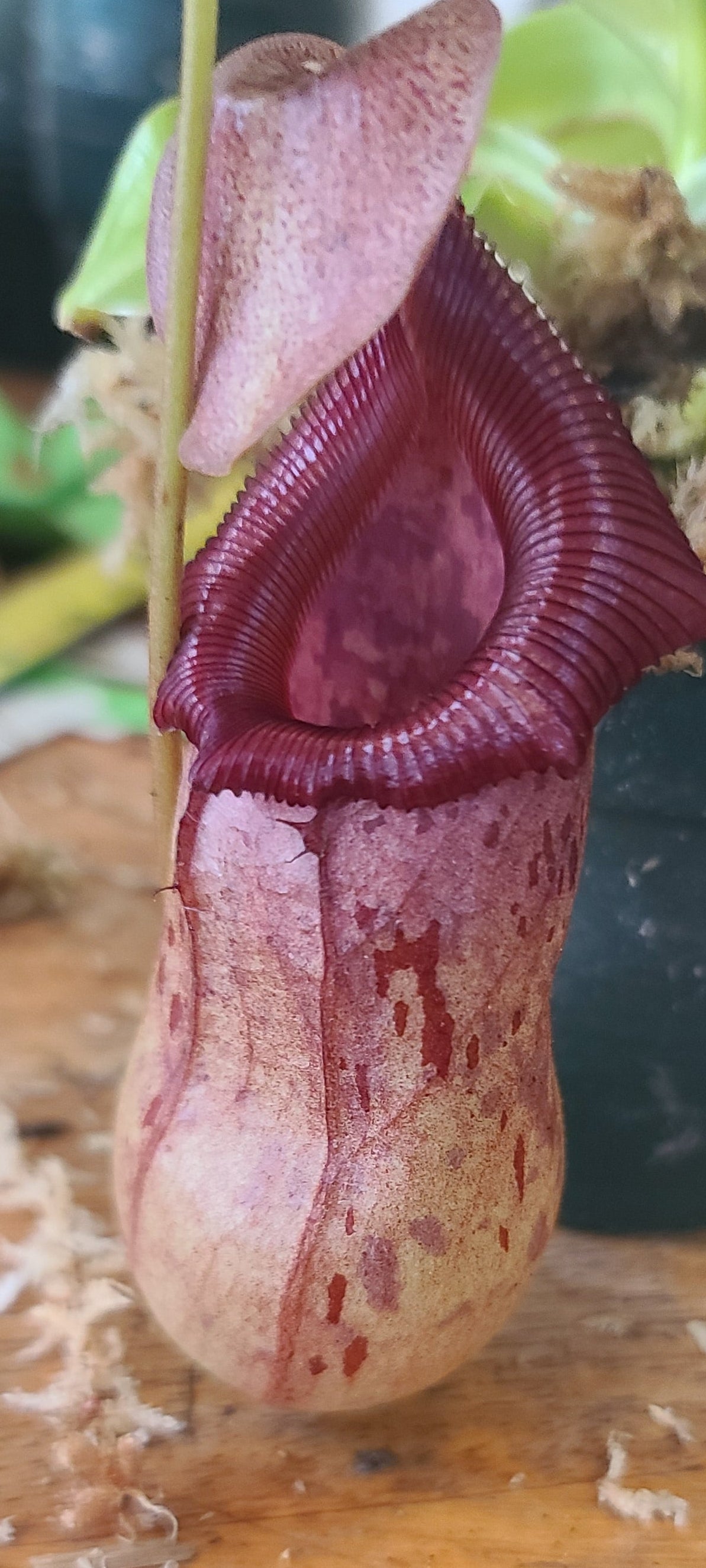 A close-up of a pitcher plant with a burgundy and pink pitcher, growing on a wooden surface next to a black pot.