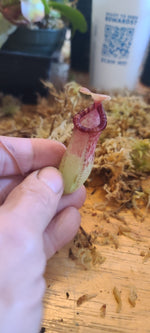 A close-up of a hand holding a small pitcher plant with a pale green body and reddish-purple nectar cup, set against a background of moss and wood.