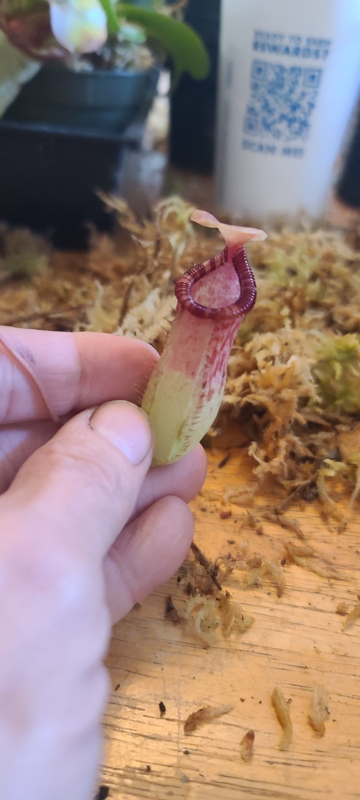 A close-up of a hand holding a small pitcher plant with a pale green body and reddish-purple nectar cup, set against a background of moss and wood.