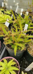 adelae australia tropical sundew watermelon scent flower