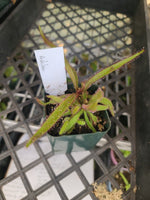 adelae australia tropical sundew watermelon scent flower